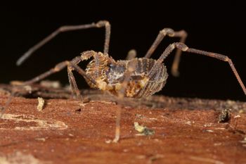 Media type: image;   Invertebrate Zoology 49771
